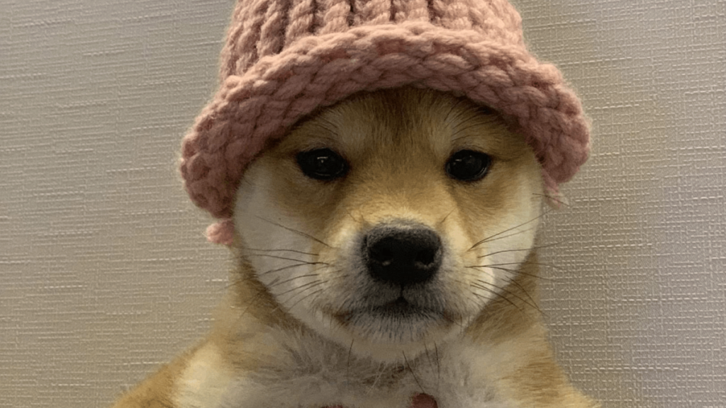 Dogwithhat - růst coinu je poháněn virálním marketingem a zájmem obchodníků