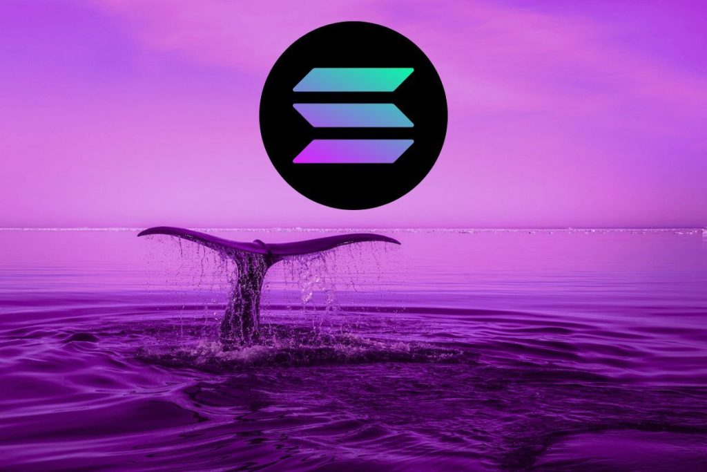 solana whales