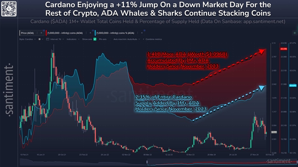 Cardano balnak